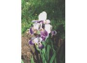 ������ "flowers"