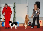 "Latvian Winner-2008, 16 marz.  Best in Show"