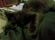 ������ "�������"