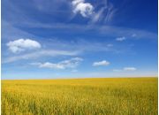 ������ "������"