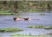 ������ "��������"