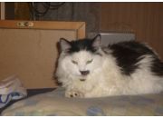  "cat"