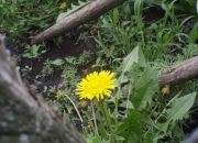 ������ "������"