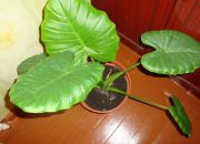 ������ "�������� ����"