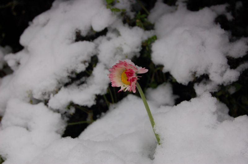 Desert Snow С†РІРµС‚РѕРє