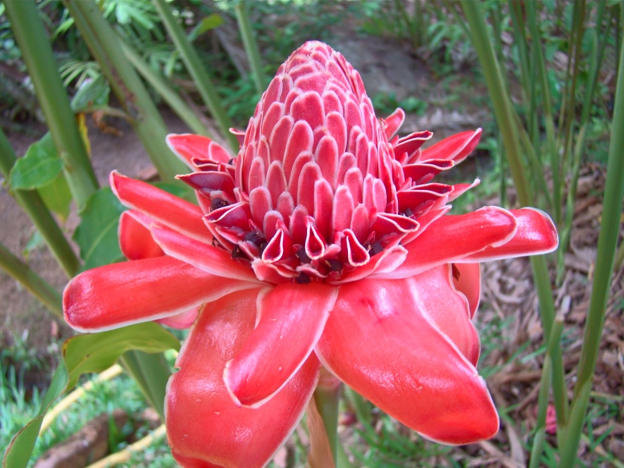 Etlingera hemisphaerica