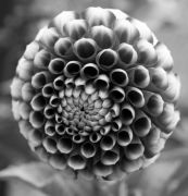 Черно-белый портрет цветка