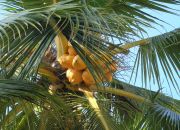 coconut palm 2