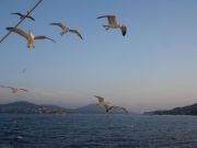 sea gulls 2