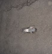 ̸  - Dead pigeon