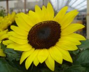 /Little sunflower