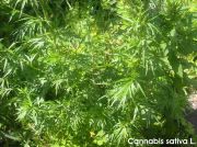 Cannabis sativa r