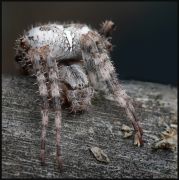 ������� ������