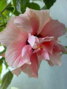 Double Pink 