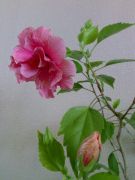 Double Pink 