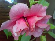 Double Pink 
