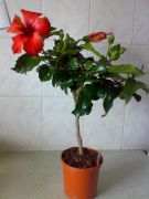 Fiji Orange
