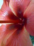 Fiji Orange