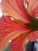 Fiji Orange