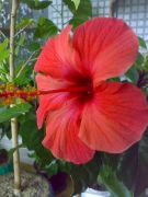 Fiji Orange