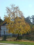 DSC09357