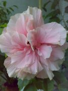 Double Pink 
