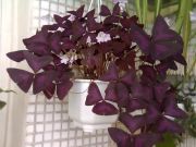 Oxalis