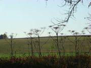 DSC09445