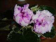 Precious Rose