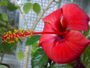 Fiji Orange