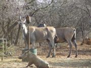 самая большая антилопа