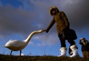 swan-1