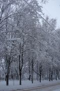 trees