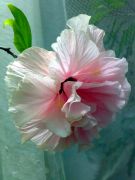 Double Pink 
