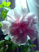 Double Pink 