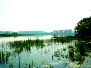 ������ ����