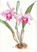 Cattleya hybr.  1