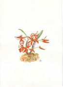 Dendrobium unicum 1