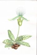 Paphiopedilum maudi