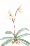 Paphiopedilum hybr 2