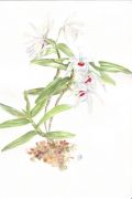 Dendrobium nobile var. alba