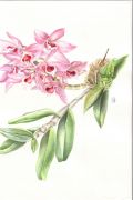 Dendrobium parishii