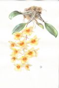 Dendrobium aggregatum