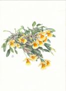 Dendrobium jenkensii