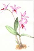 Laelia anceps