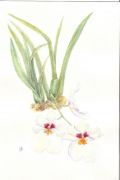 Miltonia hybr.