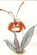 Oncidium papillio