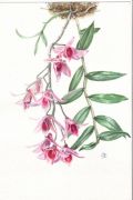 Dendrobium superbum