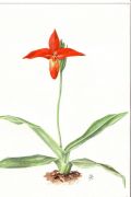 Phragmipedium besseae