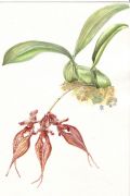 Cirrhopetalum sp.